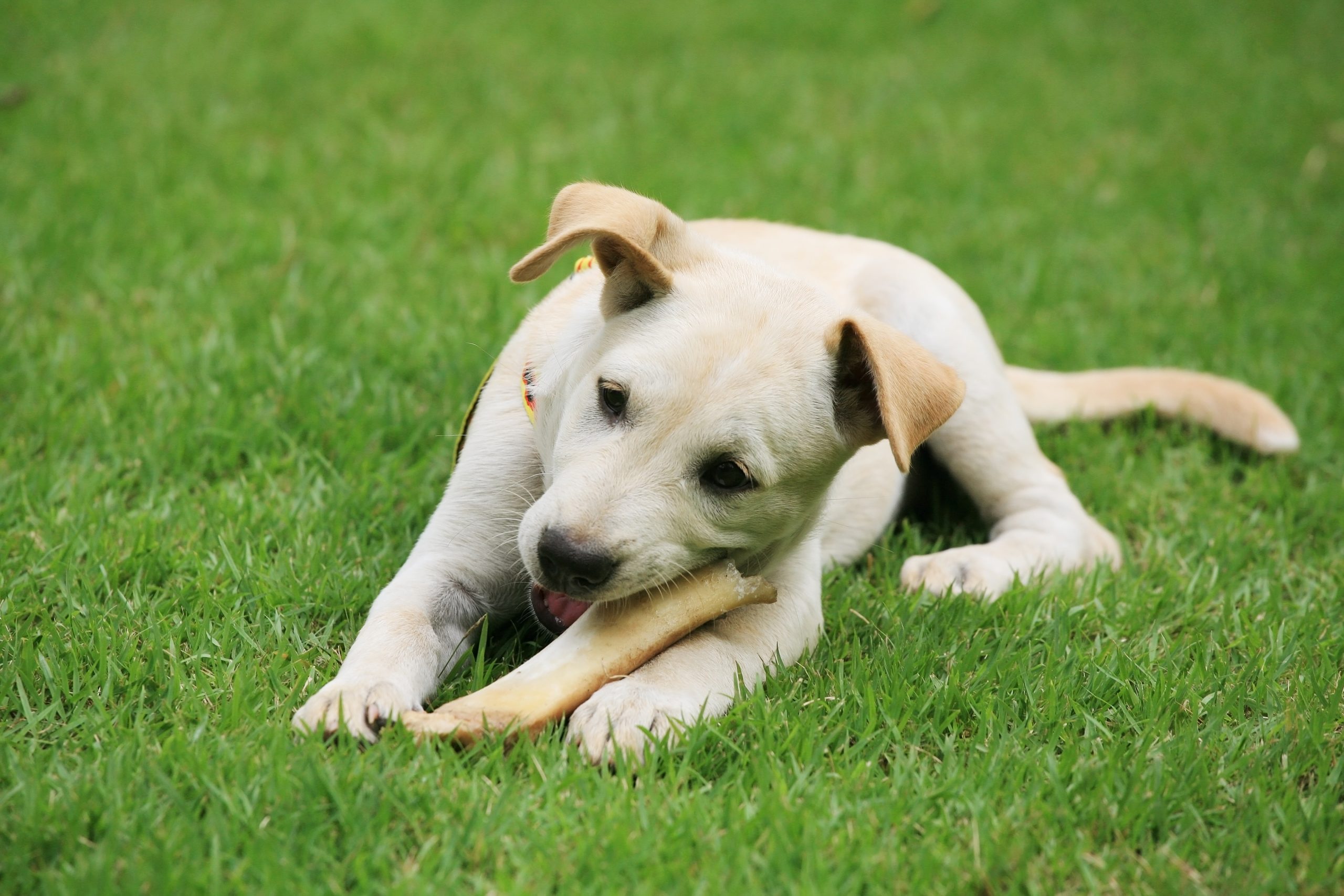 Cute Labrador Retriever puppy eating big bone on the grass field